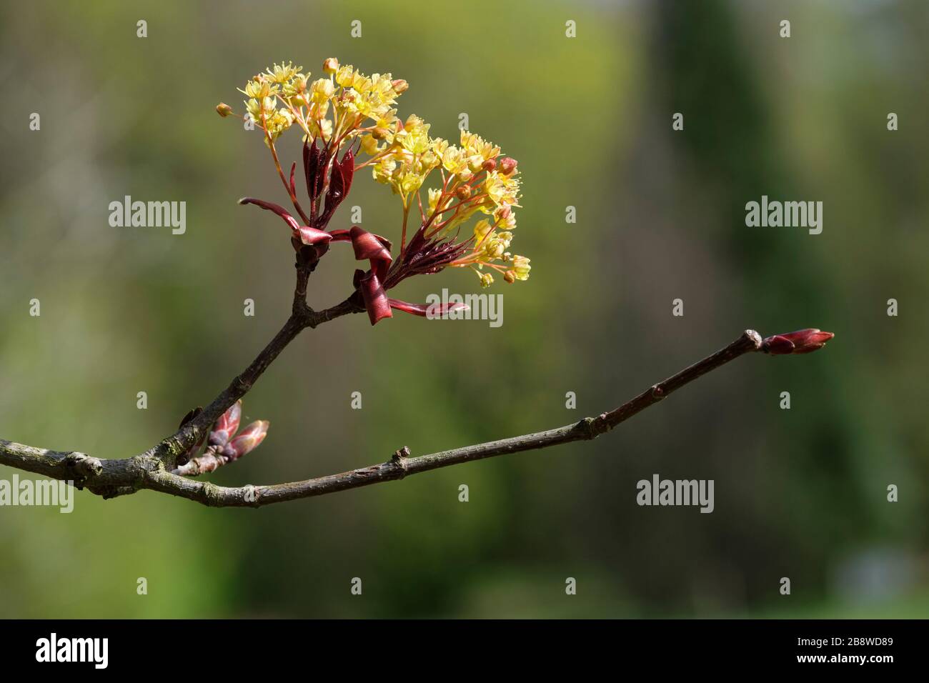 Norvegia acero Goldsworth Viola, Acer platanoides Goldsworth Viola in fiore durante la primavera iniziale con sfondo fuori fuoco Foto Stock