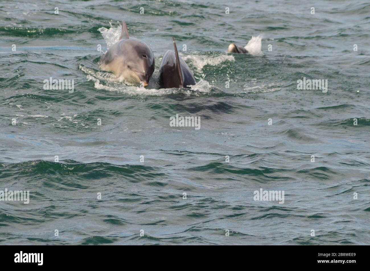 Delfini che saltano fuori dall'acqua nella baia delle isole Nuova Zelanda Foto Stock