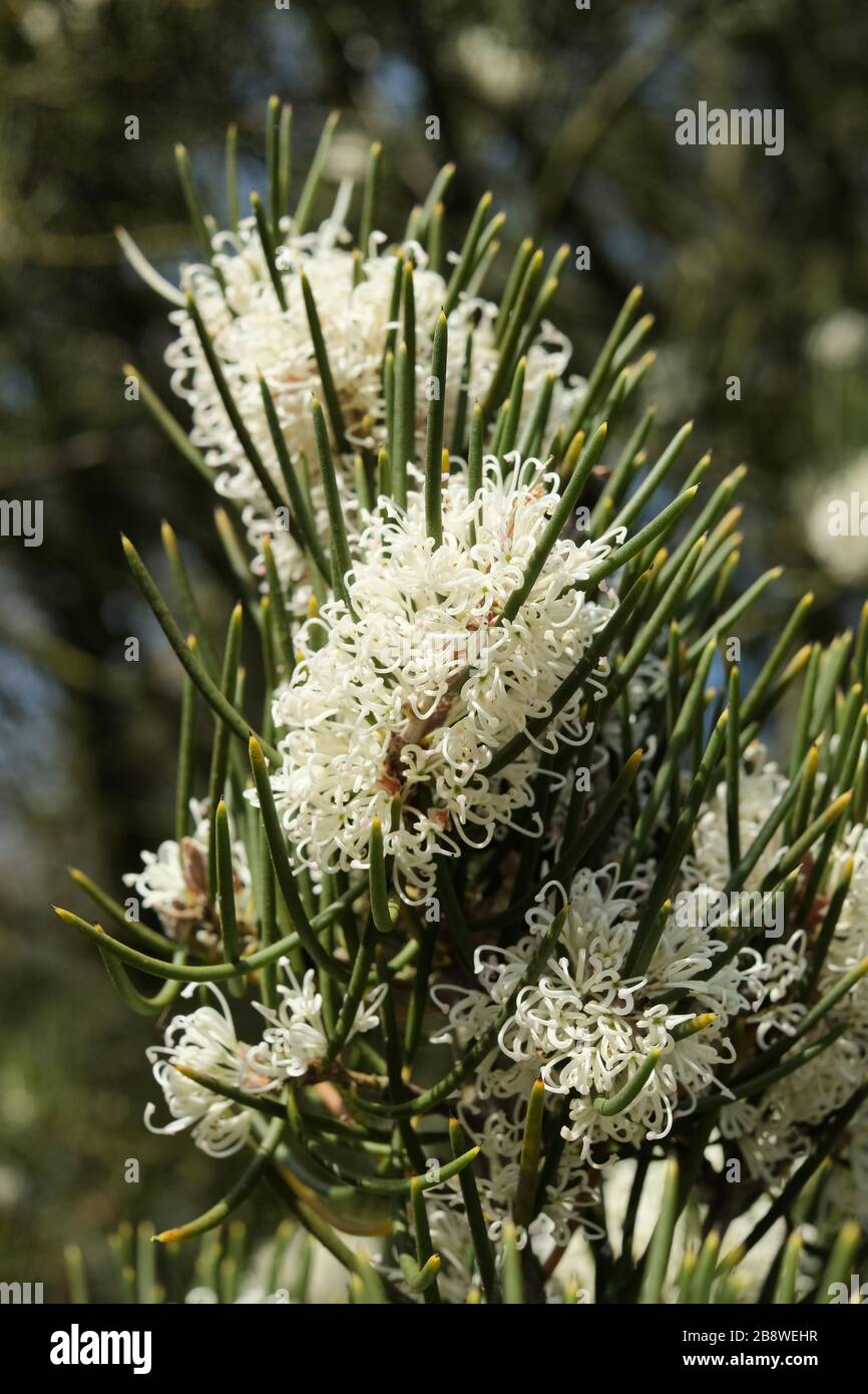 Fiori tubolari bianchi di Hakea lissosperma, comunemente noto come cespuglio di aghi e legno di ago di montagna Foto Stock