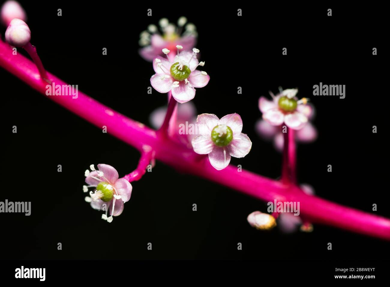 Foresta tropicale fiori bianchi da un ramo viola. Sfondo floreale. Costa Rica natura concetto. Foto Stock
