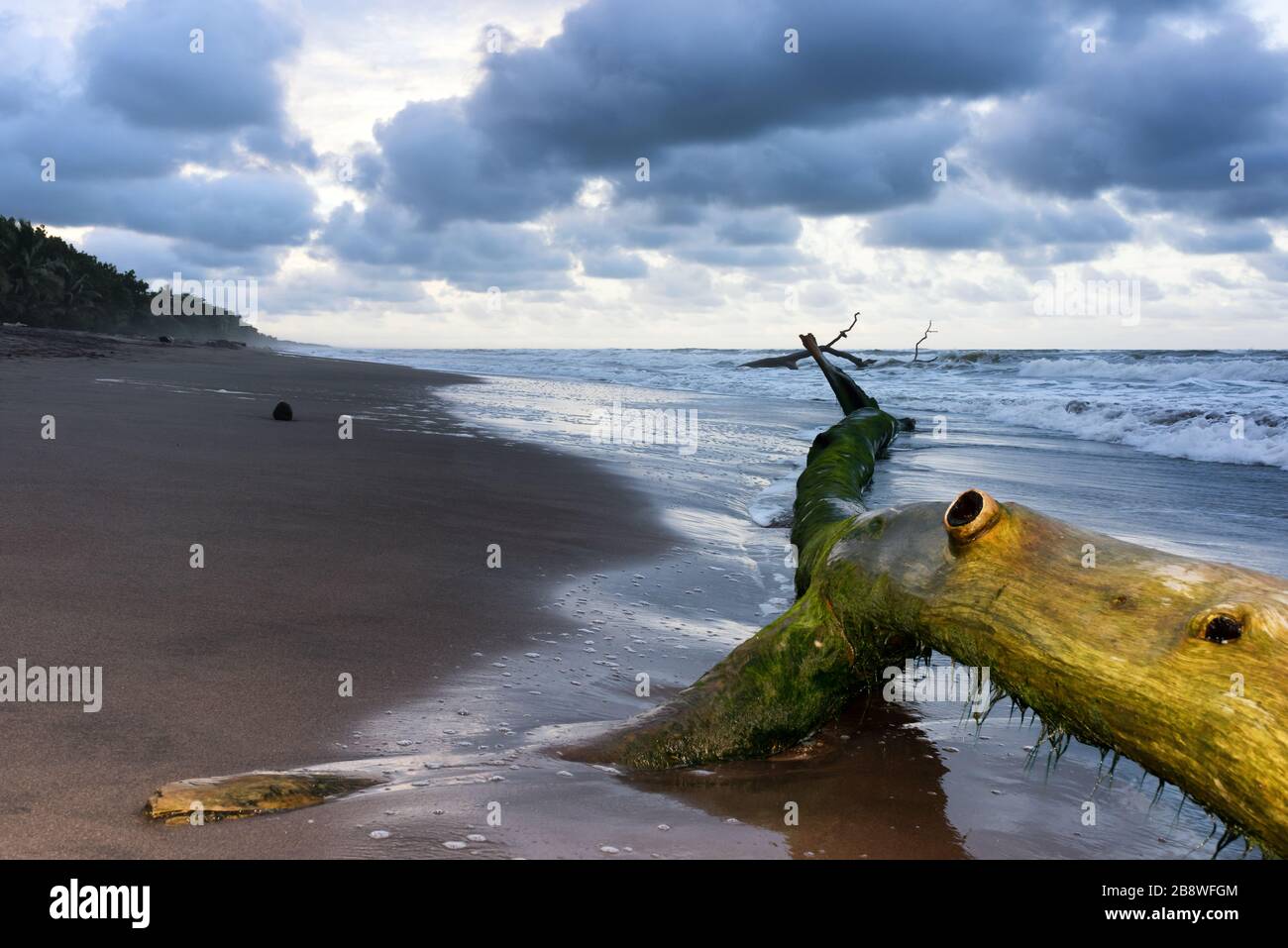 Vista del tramonto su una spiaggia caraibica con resti di un albero in primo piano. Parco nazionale di Tortuguero, Costa Rica. Foto Stock