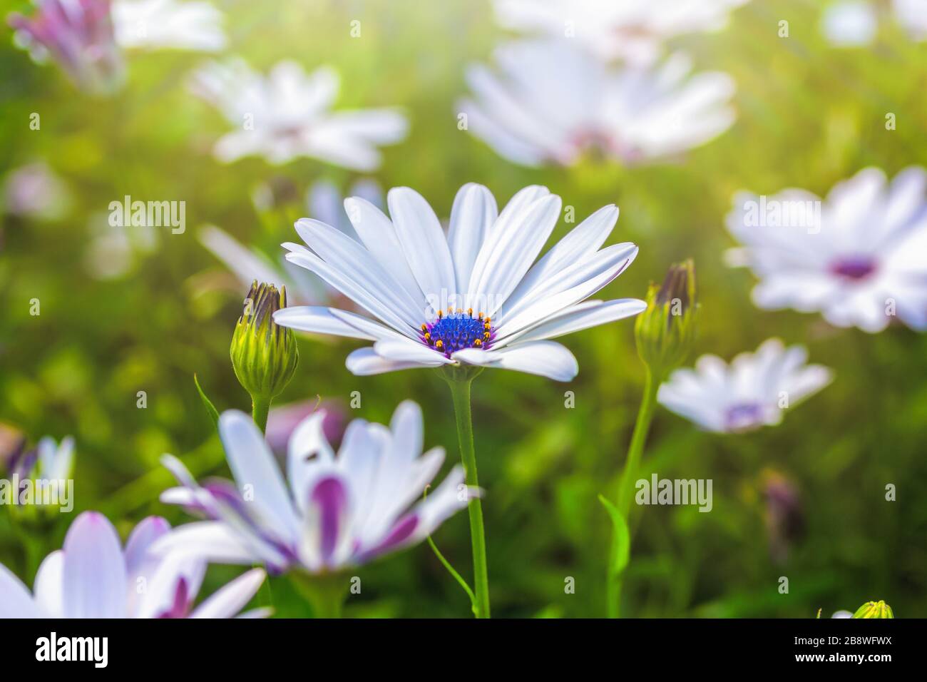 Fiore bianco di Arctotis primo piano in una luminosa giornata di sole. Calore estivo e concetto di gioia Foto Stock