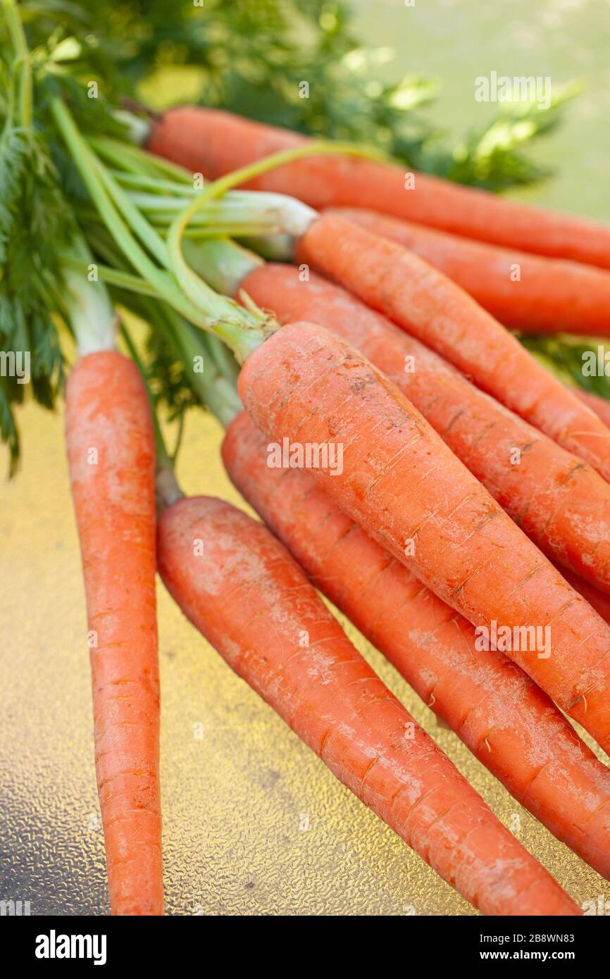 Primo piano di mazzo di carote recentemente raccolte Foto Stock