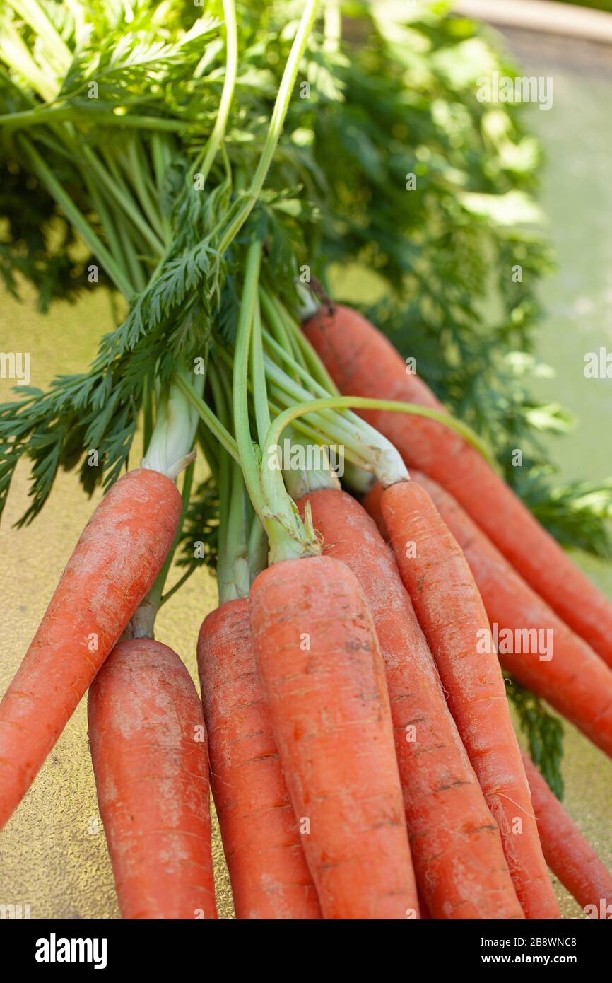 Primo piano di mazzo di carote recentemente raccolte Foto Stock