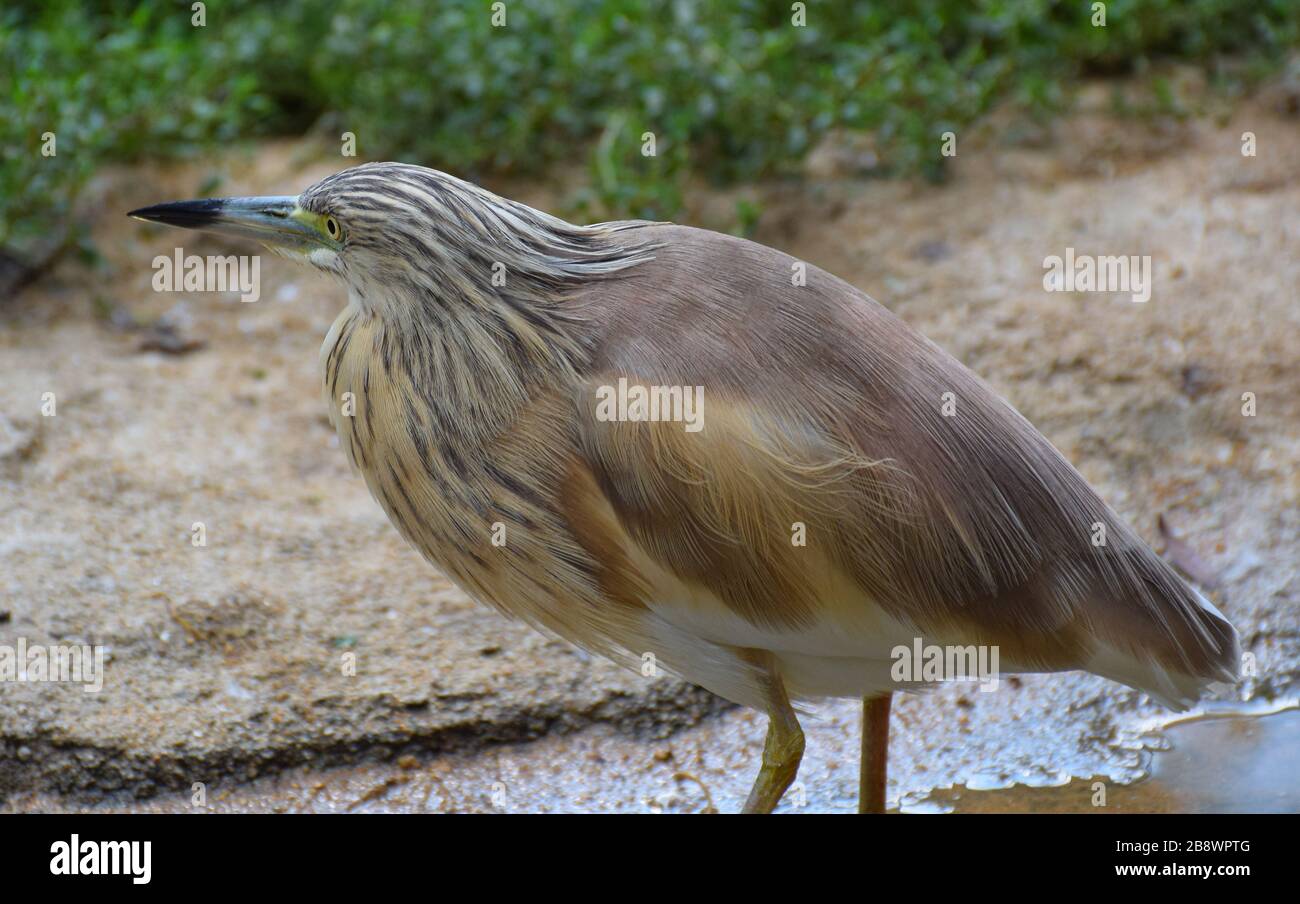 Un ritratto di un piccolo Bittaro sulla riva di uno stagno Foto Stock
