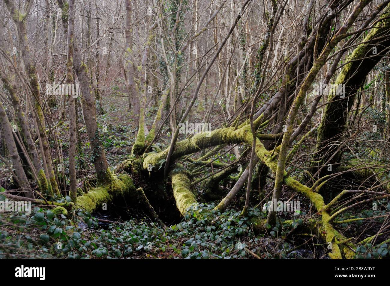 Mature, veterano Goat Willow Tree, Salix caprea, Galles, Regno Unito Foto Stock