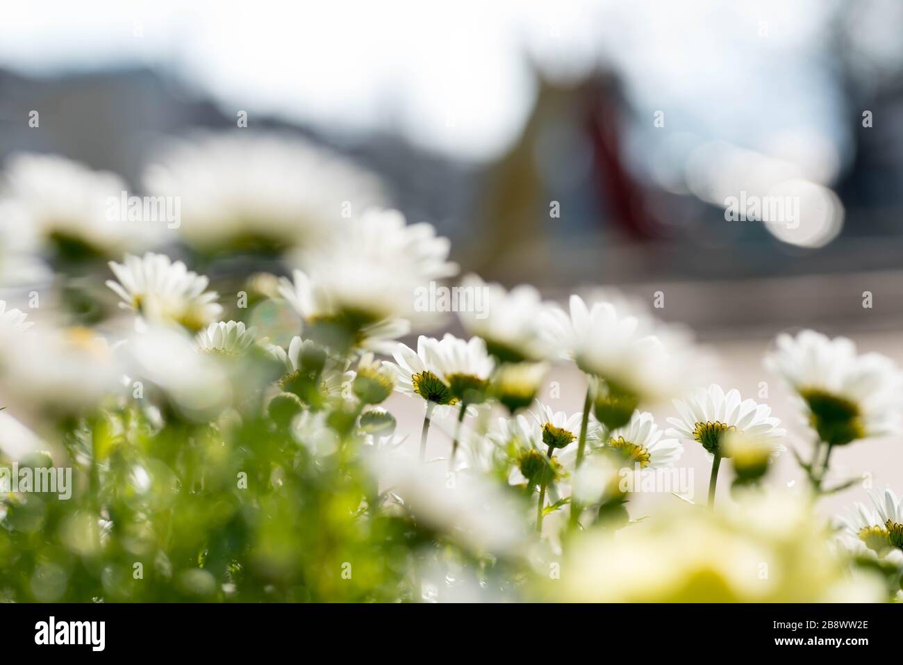 Bella macro shot di bianco giardino inglese daisy. Primo piano. Foto Stock