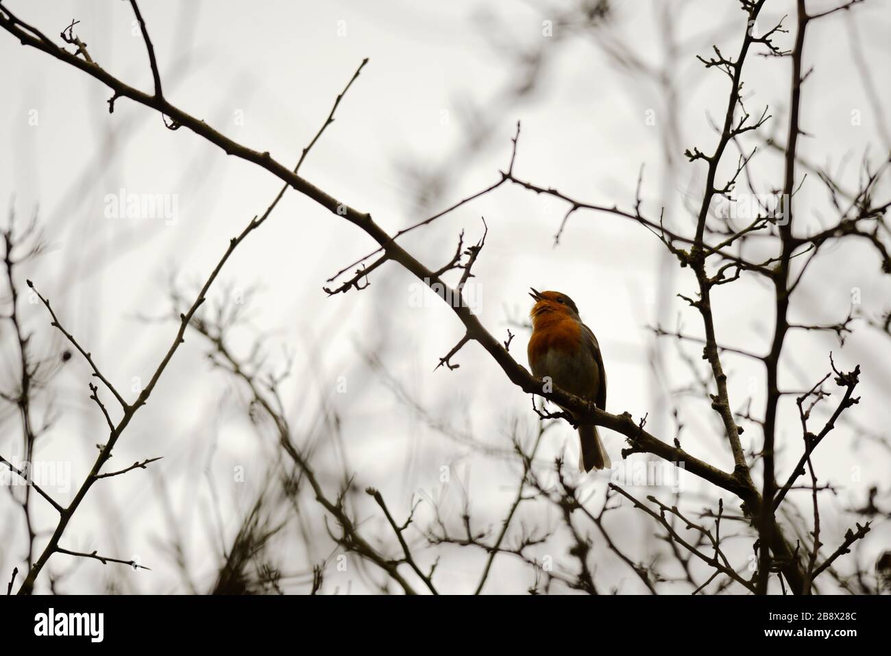Erithacus rubecula, europeo Robin cantare in un albero di Hawthorn, Galles, Regno Unito Foto Stock