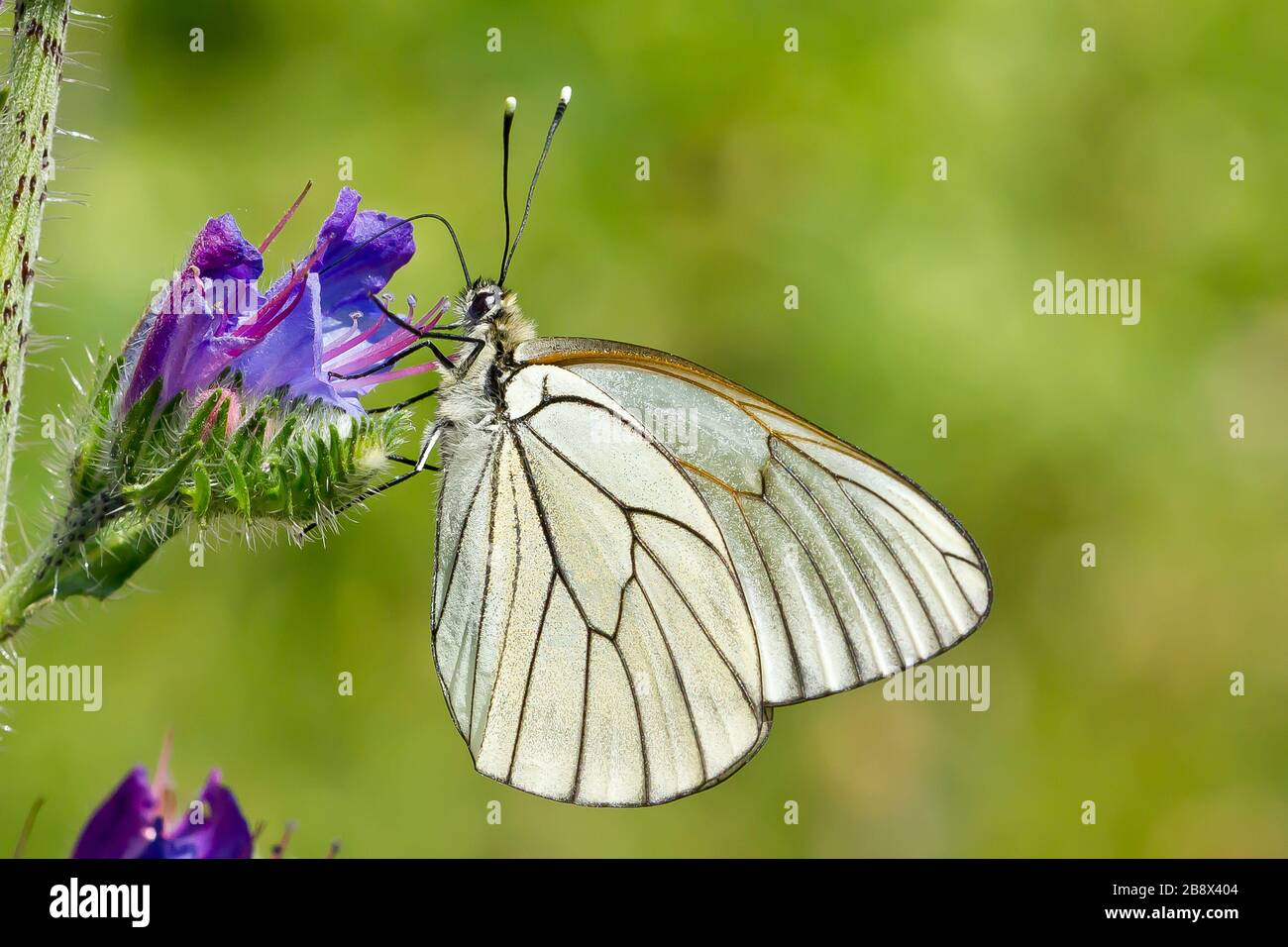 Farfalla insetto Foto Stock