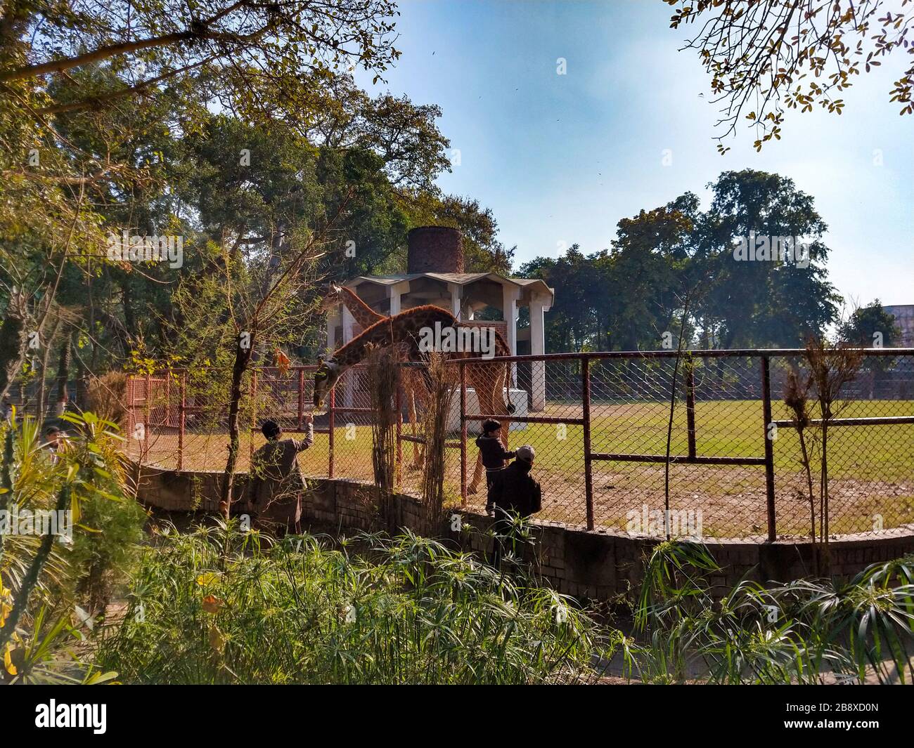 2 giraffe a piedi nello Zoo Foto Stock