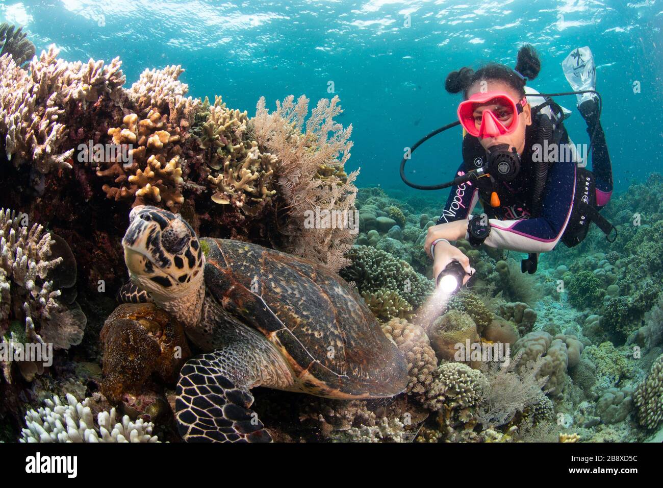 Didi con tartaruga verde Bunaken Oasis immersione resort. Manado. N.Sulawasia. Indonesia. Foto Stock