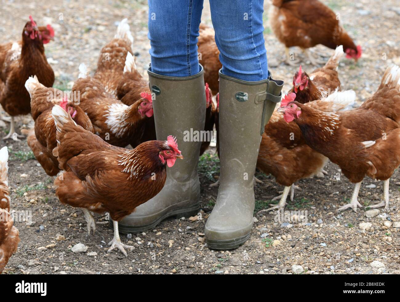 Un allevatore di pollame che indossa stivali di gomma che camminano tra una  folla di galline foraggere in una fattoria di pollame in Oxfordshire Foto  stock - Alamy