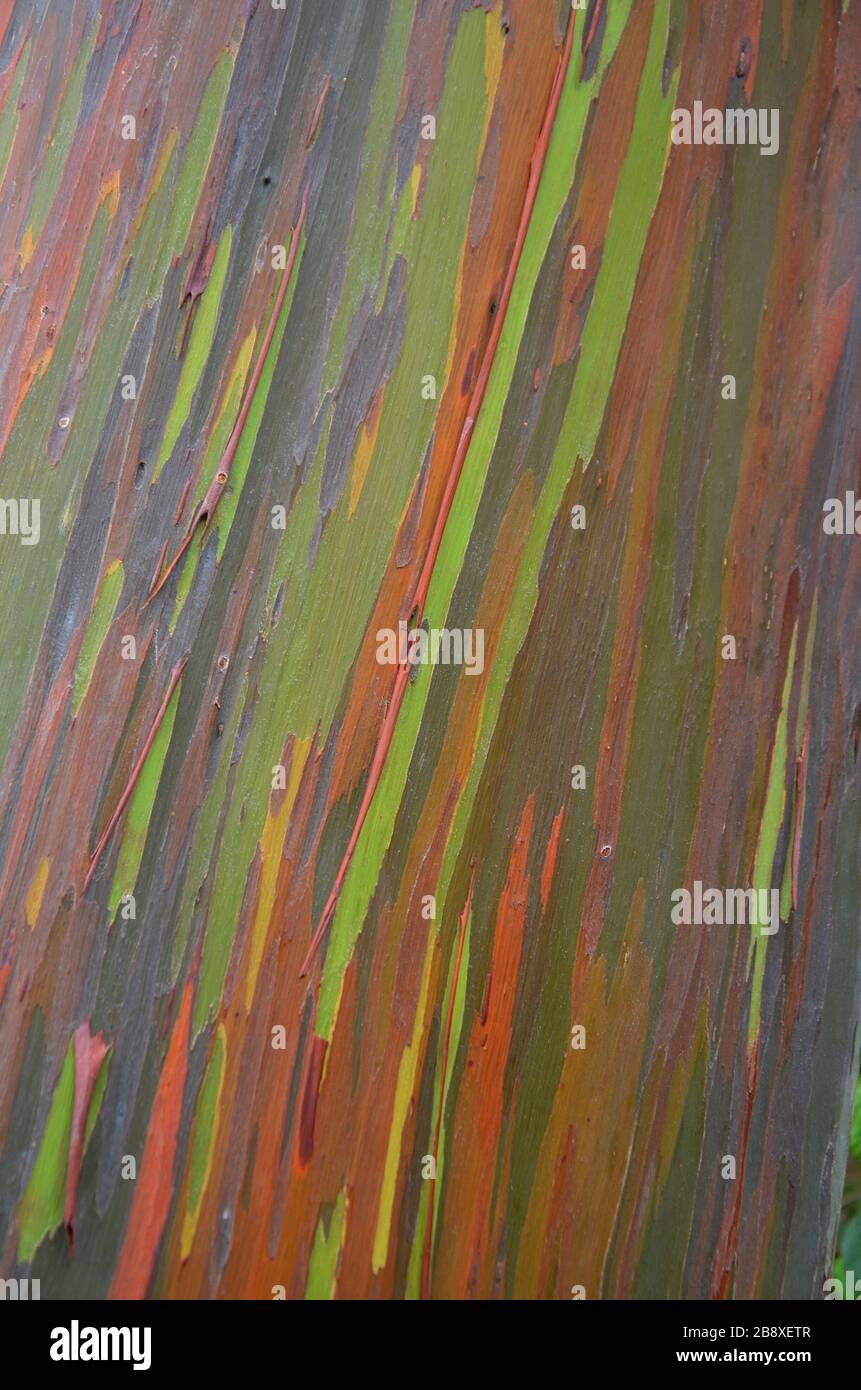 Vista ravvicinata sulla corteccia multicolore di un albero di eucalipto arcobaleno Foto Stock