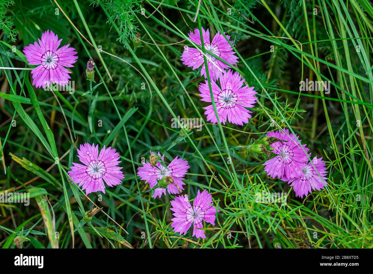 Bella garofano nel prato, fiorente all'inizio dell'estate Foto Stock