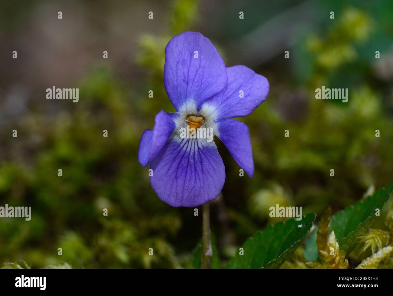primo piano di fiori viola su sfondo di muschio verde Foto Stock