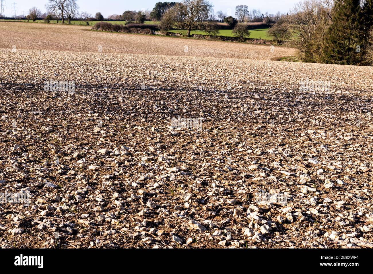 Un campo molto roccioso di cenere di Cotswold a North Cerney, Gloucestershire UK Foto Stock