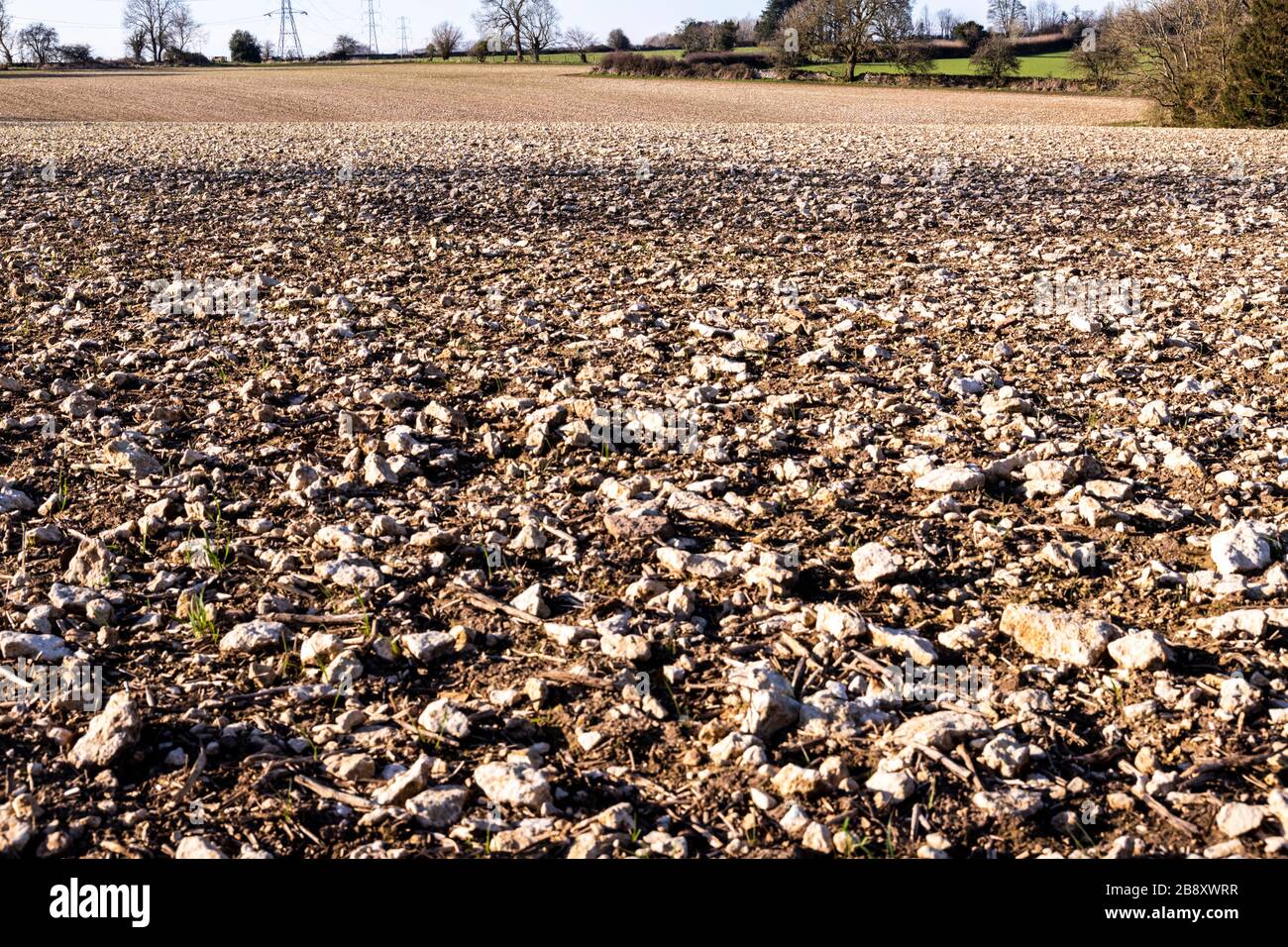 Un campo molto roccioso di cenere di Cotswold a North Cerney, Gloucestershire UK Foto Stock