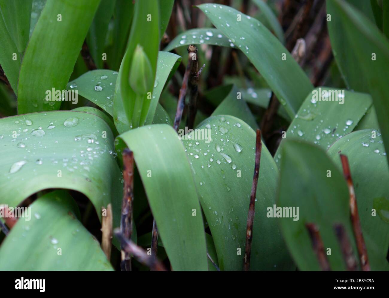 Le goccioline di acqua su foglie di tulip Foto Stock