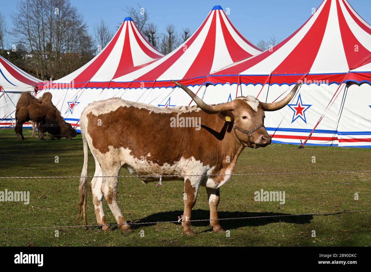 Fritzlar, Germania. 22 marzo 2020. Un bestiame longhorn e cammelli (h) del Circo Paul Busch, che ha istituito le sue tende nelle pianure alluvionali Eder, si trovano sul prato. È bloccato a causa della crisi di Corona. Con 31 animali e 20 dipendenti, l'azienda è rimasta bloccata nella città cattedrale per oltre una settimana. Gli animali e gli attori finora sono stati in grado di nutrirsi solo attraverso donazioni. Credit: Uwe Zucchi/dpa/Alamy Live News Foto Stock