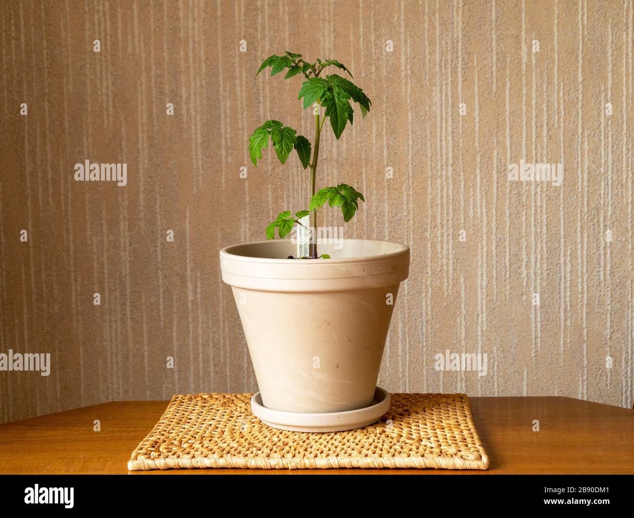 Pianta di pomodoro nana, varietà Red Robin, coltivata all'interno in una pentola di argilla Foto Stock