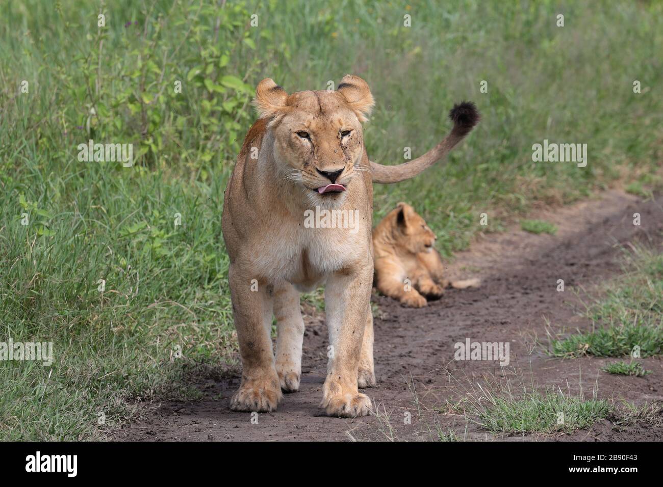 Il leone è una specie della famiglia Felidae; è un gatto muscoloso e  profondo con testa corta e arrotondata, collo ridotto e coda pelosa tufted  Foto stock - Alamy
