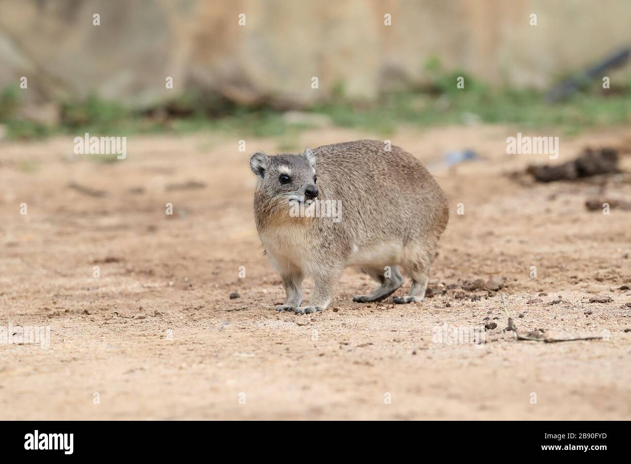 L'irax rock, chiamato anche Cape hyrax, rock conigli, e coney, è un mammifero terrestre di medie dimensioni nativo dell'Africa e del Medio Oriente. Foto Stock