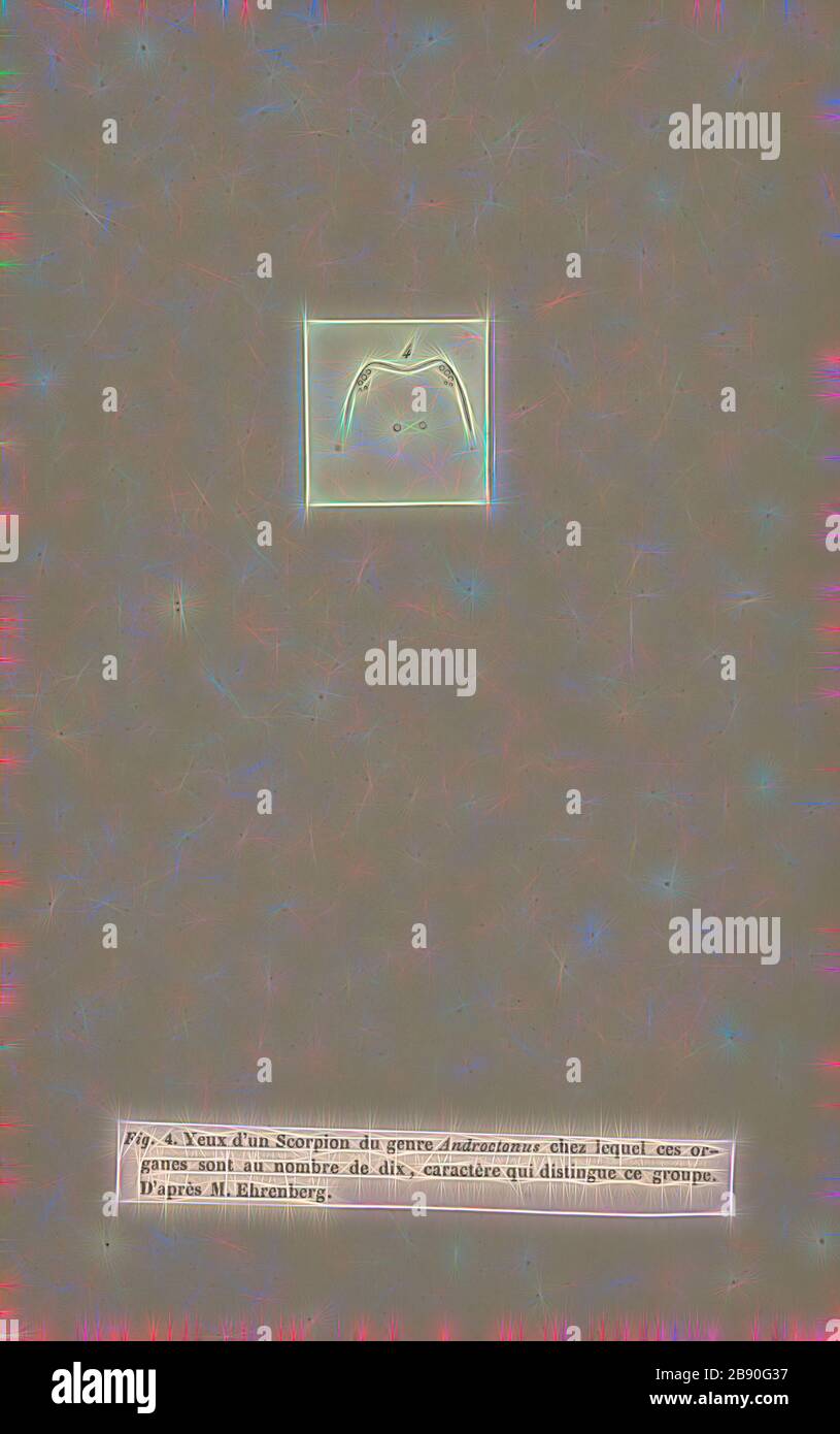 Androctonus, Print, Fattail scorpion o fat-coded scorpion è il nome comune dato agli scorpioni del genere Androctonus, uno dei gruppi più pericolosi di scorpioni nel mondo. Si trovano in tutte le regioni semi-aride e aride del Medio Oriente e dell'Africa. Si tratta di uno scorpione di dimensioni moderate, che raggiunge lunghezze di 10 cm (appena sotto i 4 poll.). Il loro nome comune deriva dal loro metasoma distintamente grasso, o coda, mentre il nome latino proviene dal greco e significa uomo killer. Il loro veleno contiene neurotossine potenti ed è particolarmente potente. Stings da Androctonus specie Foto Stock