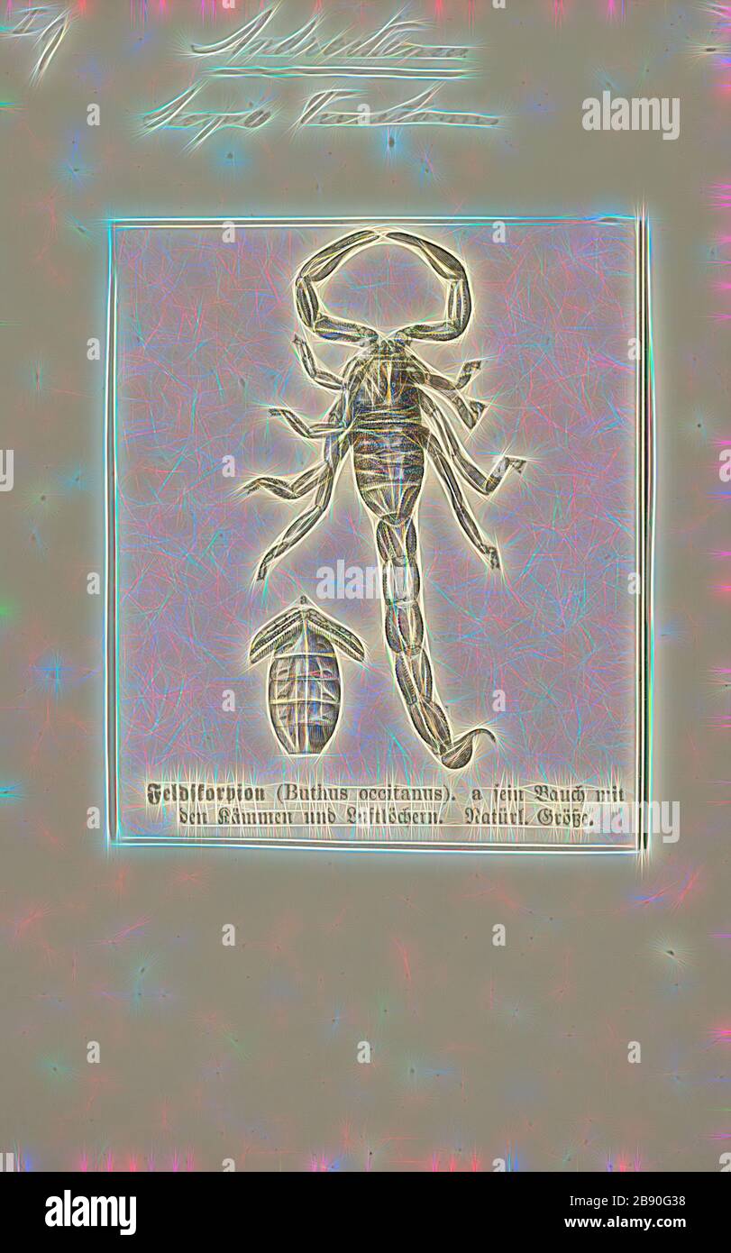 Androctonus, Print, Fattail scorpion o fat-coded scorpion è il nome comune dato agli scorpioni del genere Androctonus, uno dei gruppi più pericolosi di scorpioni nel mondo. Si trovano in tutte le regioni semi-aride e aride del Medio Oriente e dell'Africa. Si tratta di uno scorpione di dimensioni moderate, che raggiunge lunghezze di 10 cm (appena sotto i 4 poll.). Il loro nome comune deriva dal loro metasoma distintamente grasso, o coda, mentre il nome latino proviene dal greco e significa uomo killer. Il loro veleno contiene neurotossine potenti ed è particolarmente potente. Stings da Androctonus specie Foto Stock