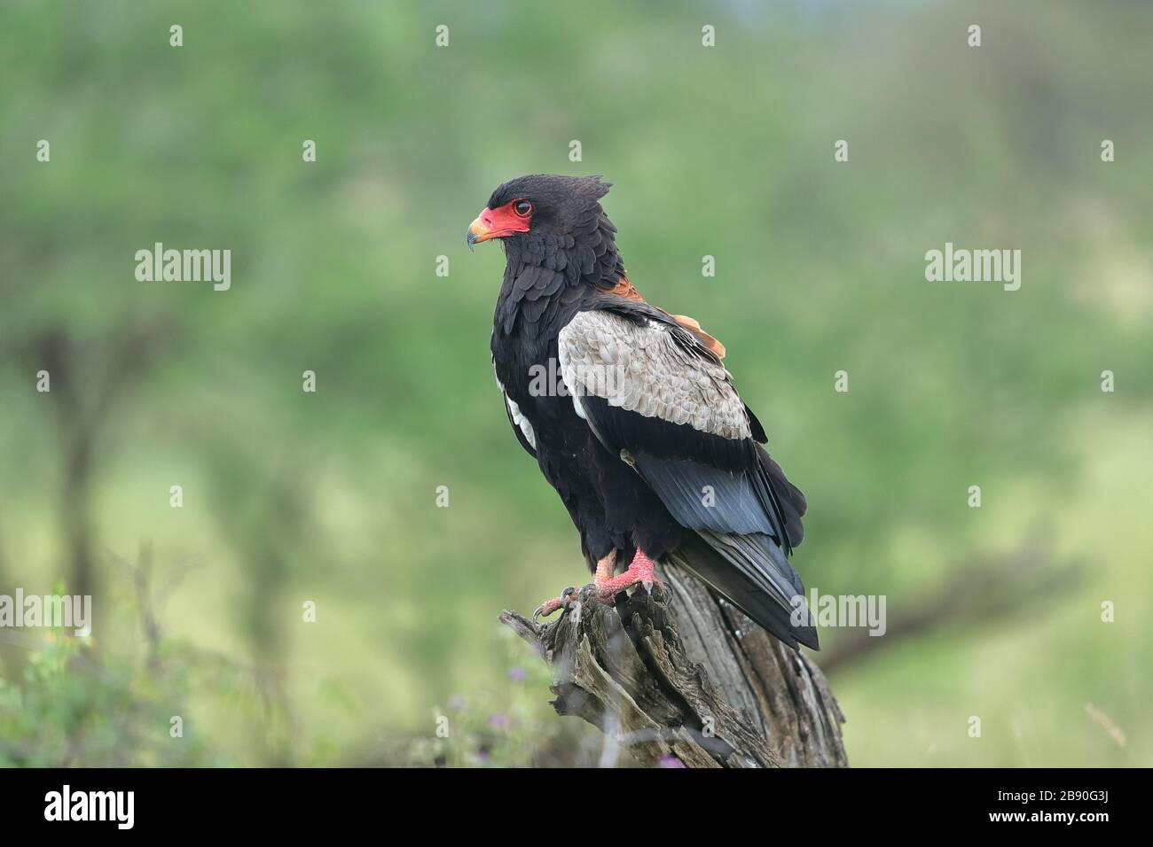 Il Bateleur è un'aquila di medie dimensioni della famiglia Accipitridae. I suoi parenti più vicini sono le aquile di serpente. Foto Stock