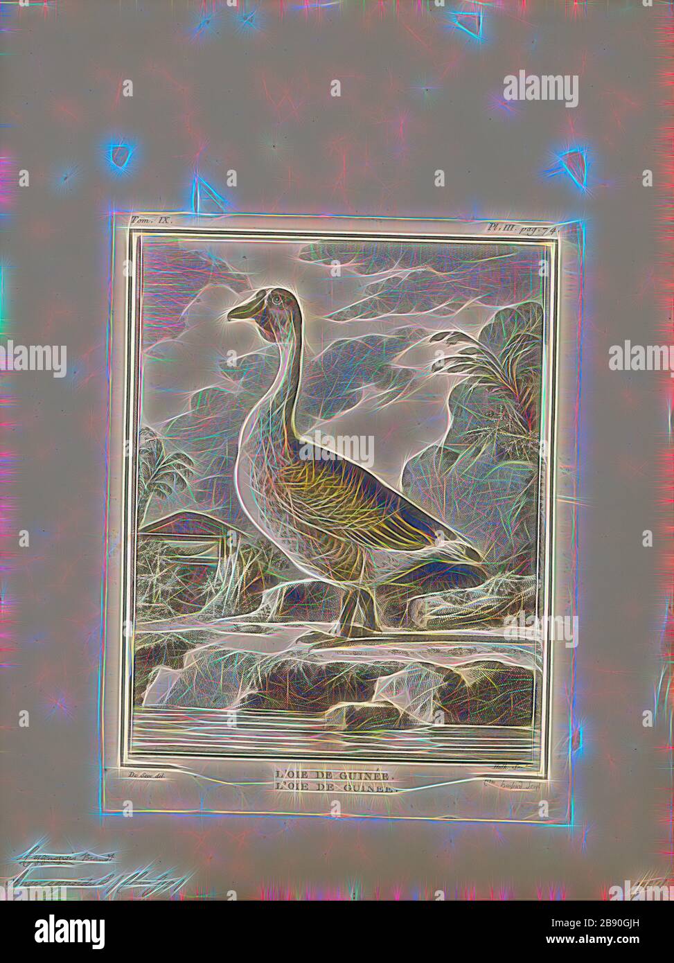 Anser cygnoides, Print, l'oca cigno (Anser cygnoides) è una grande oca con una gamma naturale di allevamento in Mongolia interna, Cina settentrionale, e Russia sud-orientale. È migratorio e inverni soprattutto nella Cina centrale e orientale. Gli uccelli profumanti si incontrano in Giappone e Corea (dove era più comune l'inverno in numeri), e più raramente in Kazakistan, Laos, Siberia costiera, Taiwan, Thailandia e Uzbekistan., 1700-1880, Reimagined by Gibon, design di calore allegro di luminosità e raggi di luce radianza. Arte classica reinventata con un tocco moderno. La fotografia è ispirata Foto Stock