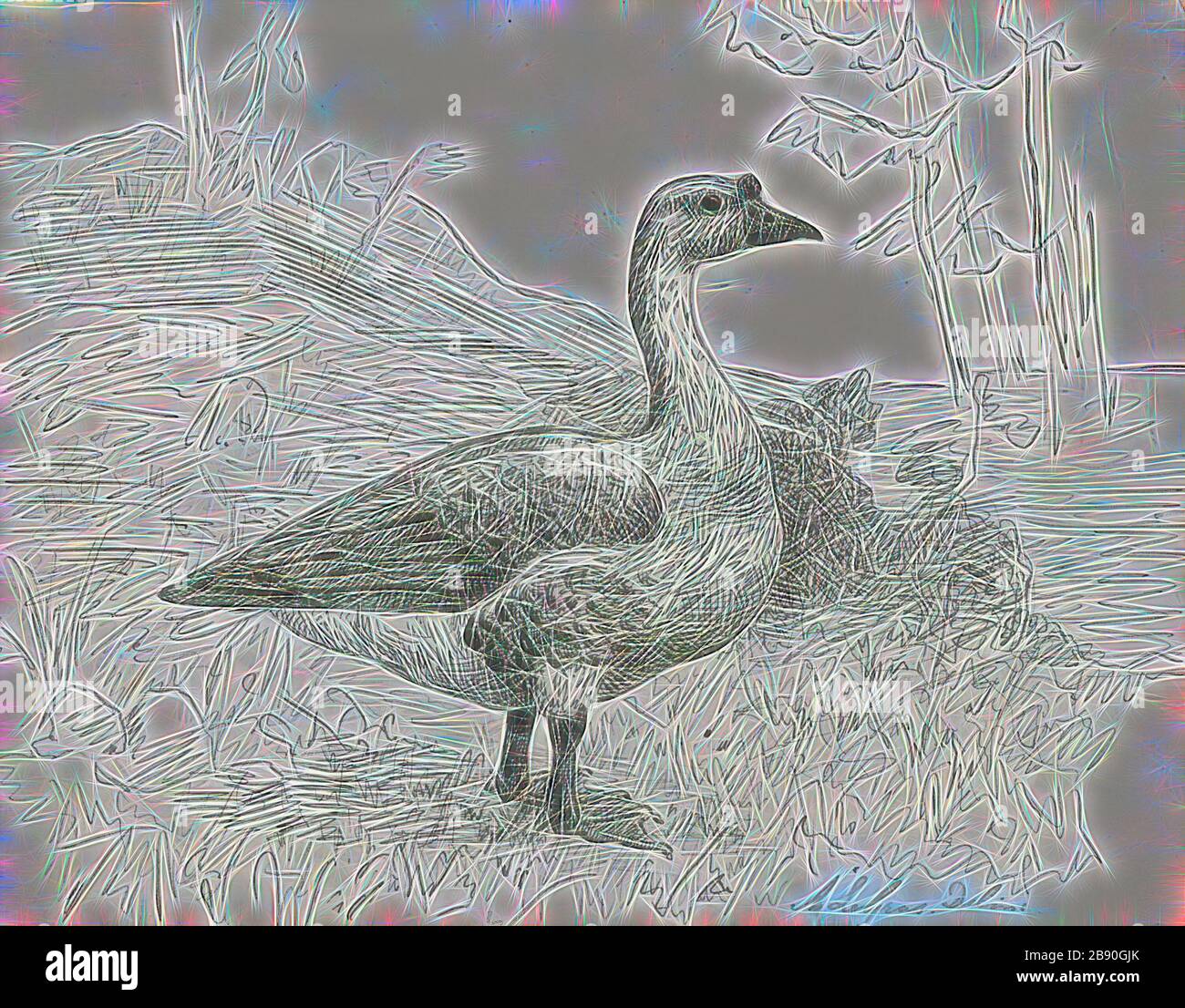Anser cygnoides, Print, l'oca cigno (Anser cygnoides) è una grande oca con una gamma naturale di allevamento in Mongolia interna, Cina settentrionale, e Russia sud-orientale. È migratorio e inverni soprattutto nella Cina centrale e orientale. Gli uccelli profumanti si incontrano in Giappone e Corea (dove era più comune l'inverno in numeri), e più raramente in Kazakistan, Laos, Siberia costiera, Taiwan, Thailandia e Uzbekistan., 1864-1915, Reimagined by Gibon, design di calore allegro di luminosità e raggi di luce radianza. Arte classica reinventata con un tocco moderno. La fotografia è ispirata Foto Stock