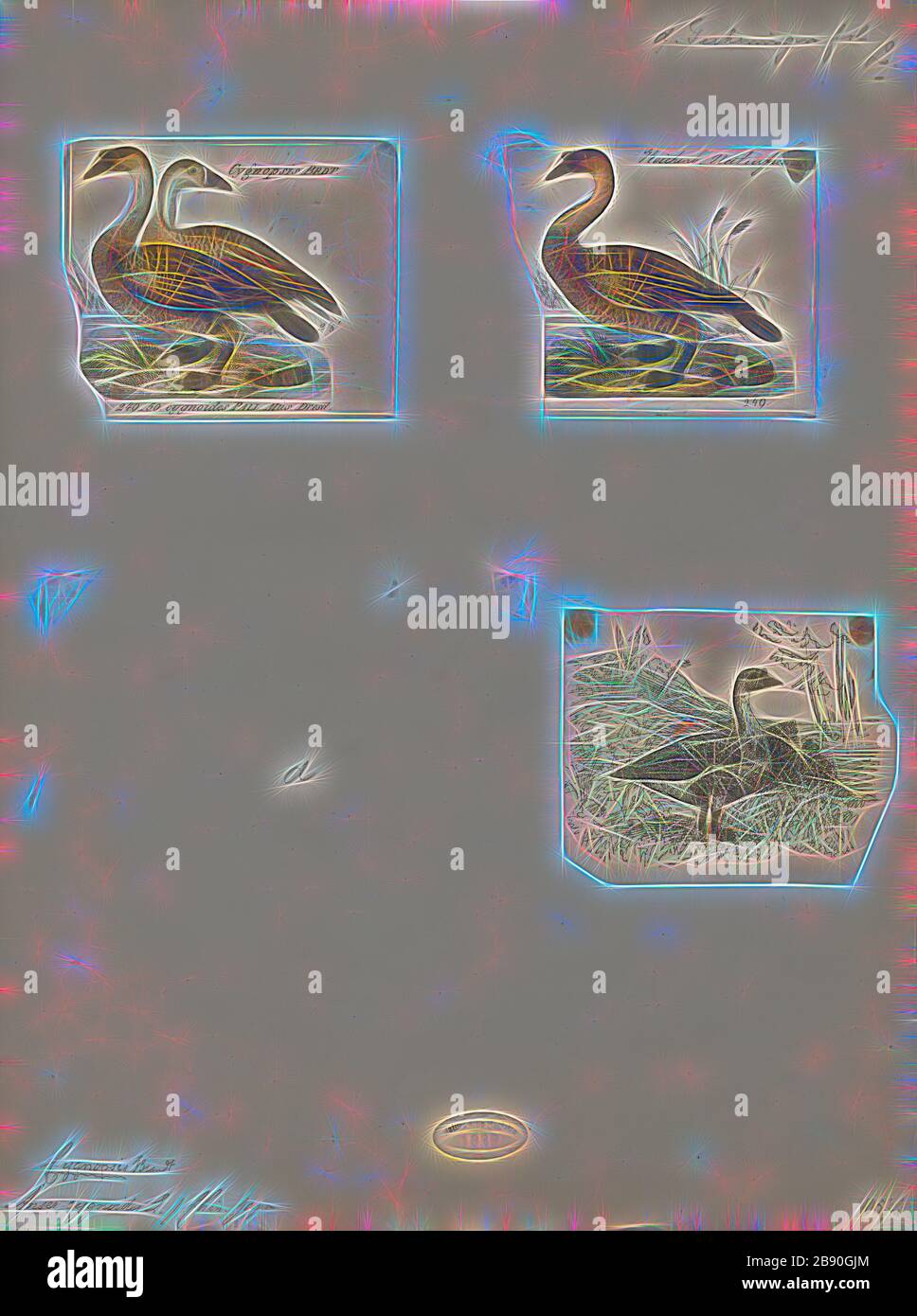 Anser cygnoides, Print, l'oca cigno (Anser cygnoides) è una grande oca con una gamma naturale di allevamento in Mongolia interna, Cina settentrionale, e Russia sud-orientale. È migratorio e inverni soprattutto nella Cina centrale e orientale. Gli uccelli profumanti si incontrano in Giappone e Corea (dove era più comune l'inverno in numeri), e più raramente in Kazakistan, Laos, Siberia costiera, Taiwan, Thailandia e Uzbekistan., 1700-1880, Reimagined by Gibon, design di calore allegro di luminosità e raggi di luce radianza. Arte classica reinventata con un tocco moderno. La fotografia è ispirata Foto Stock