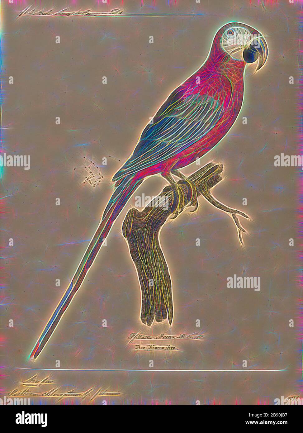 Ara chloropterus, Print, il macaw rosso-e-verde (Ara chloropterus), noto anche come il macaw verde-alato, è un grande, macaw principalmente-rosso del genere Ara., 1842-1855, Reimagined by Gibon, disegno di calore allegro di luminosità e raggi di luce radiance. Arte classica reinventata con un tocco moderno. La fotografia ispirata al futurismo, che abbraccia l'energia dinamica della tecnologia moderna, del movimento, della velocità e rivoluziona la cultura. Foto Stock
