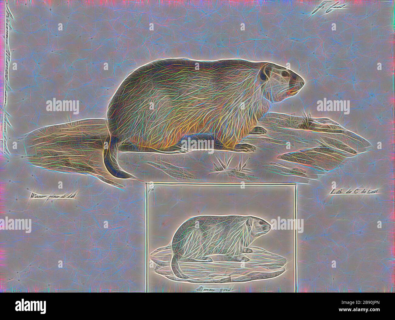 Arctomys monax, Print, il groundhog (Marmota monax), noto anche come woodchuck, è un roditore della famiglia Sciuridae, appartenente al gruppo dei grandi scoiattoli di terra noti come marmotte. Fu prima scientificamente descritta da Carl Linnaeus nel 1758. Il groundhog è anche indicato come un mandrino, legno-shock, groundpig, whistlepig, whistler, tasso di folwood, marmott del Canada, monax, moonack, weenusk, monaco rosso e, fra i canadesi francesi nel Canada orientale, siffleux. Il nome di badger di legno di spessore è stato dato nel nord-ovest per distinguere l'animale dal tasso di prateria. Monax (Móonack) è un Algonquian Foto Stock