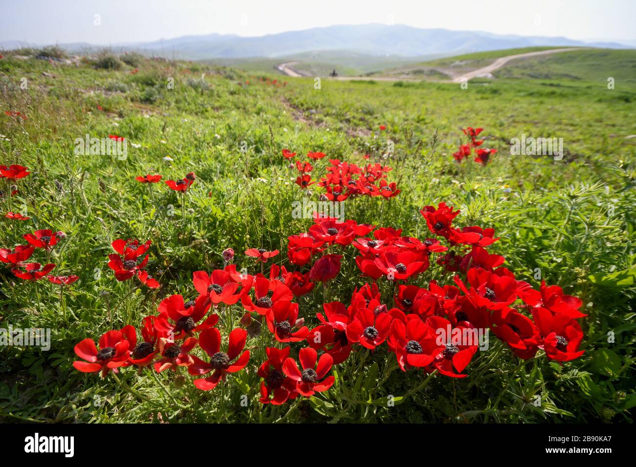 Il ranunculus asiaticus, il ranunculus, è una specie di ranunculus (ranunculus) originaria della regione orientale del Mediterraneo, nell'Asia sud-occidentale Foto Stock