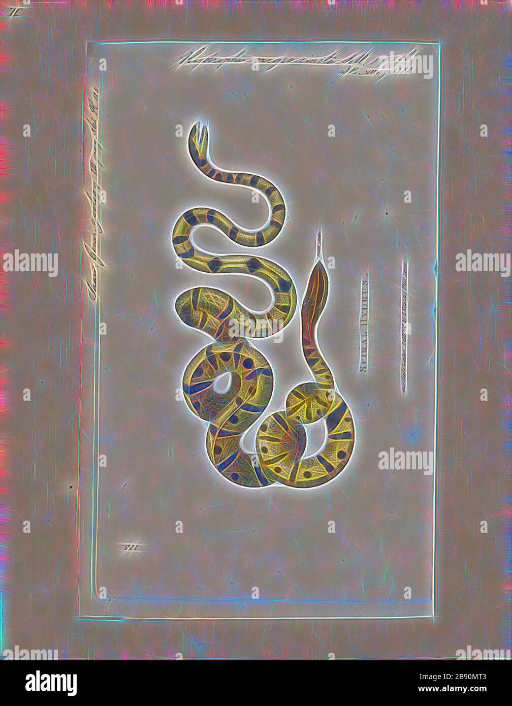 Hydrophis nigrocincta, Print, Hydrophis nigrocinctus è una specie di serpente marino di vanomous Elapidae (Hydrofiinae-Sea snake). Distribuzione: Oceano Indiano: India, Bangladesh, Sri Lanka, Myanmar (= Birmania), Thailandia, Malesia., 1700-1880, Reimagined by Gibon, design di calore allegro di luminosità e raggi di luce radianza. Arte classica reinventata con un tocco moderno. La fotografia ispirata al futurismo, che abbraccia l'energia dinamica della tecnologia moderna, del movimento, della velocità e rivoluziona la cultura. Foto Stock