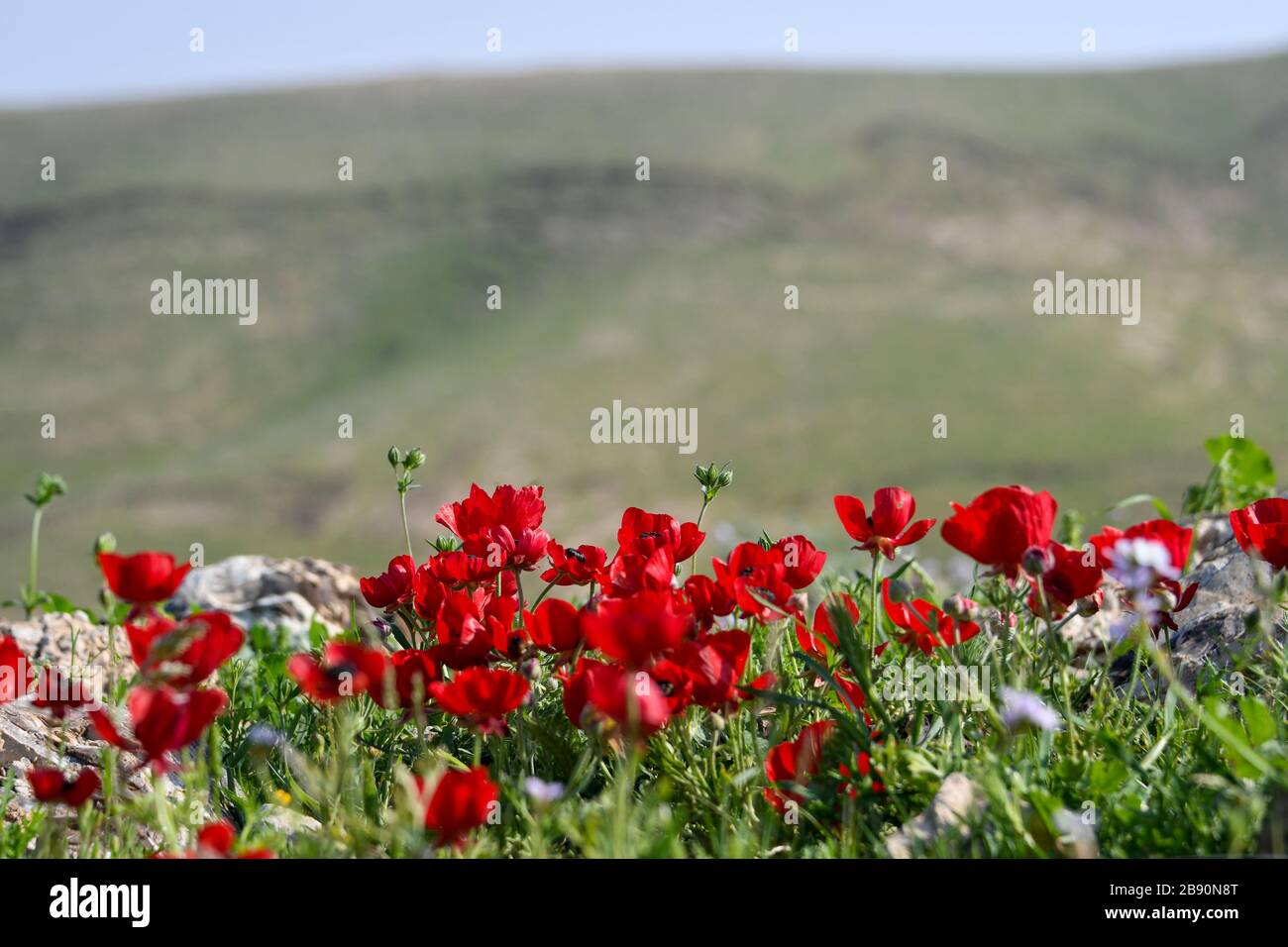 Il ranunculus asiaticus, il ranunculus, è una specie di ranunculus (ranunculus) originaria della regione orientale del Mediterraneo, nell'Asia sud-occidentale Foto Stock