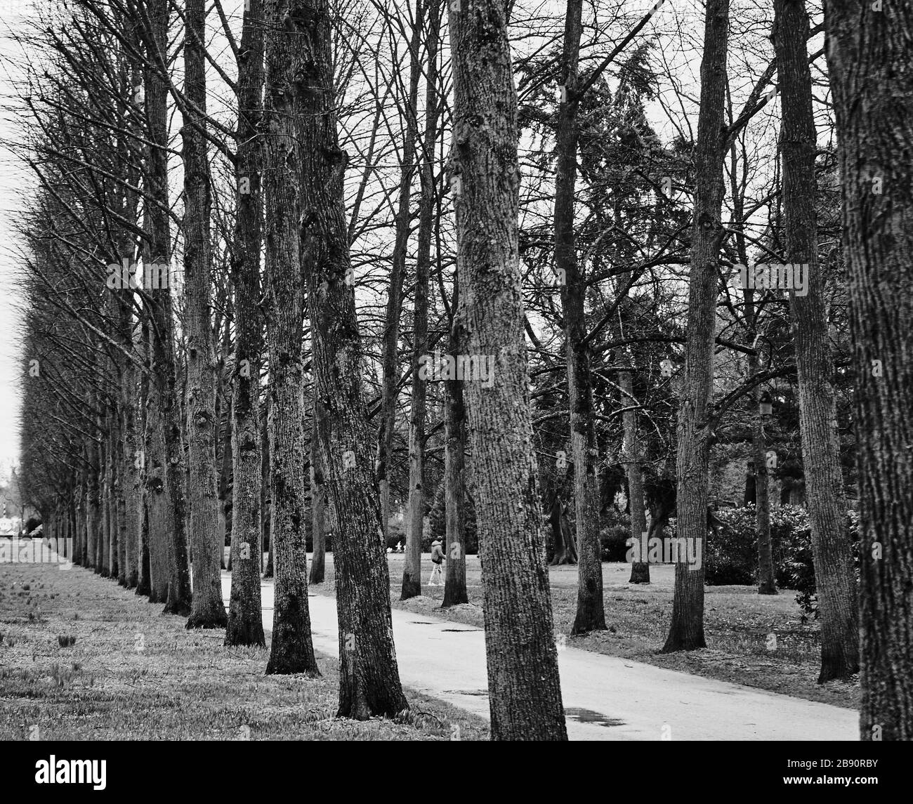 fila di alberi senza fogliame e senza foglie accanto ad un sentiero in un parco, bianco e nero con contrasto esagerato, astratto Foto Stock