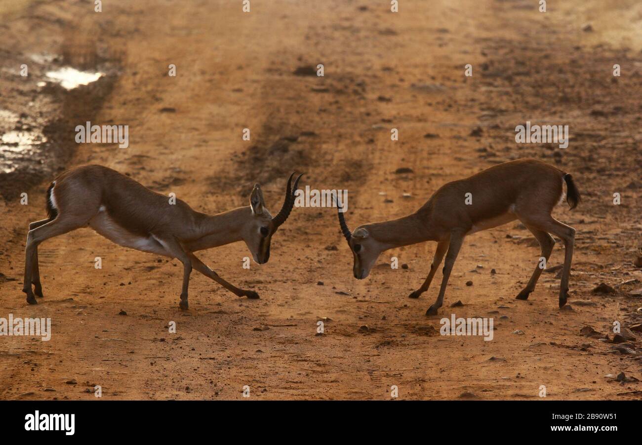 Gazelle indiano Foto Stock