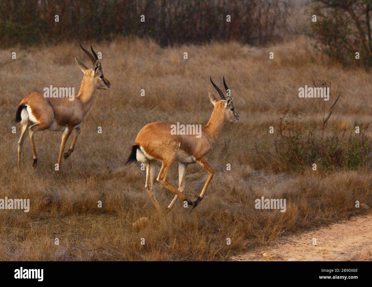 Gazelle indiano Foto Stock