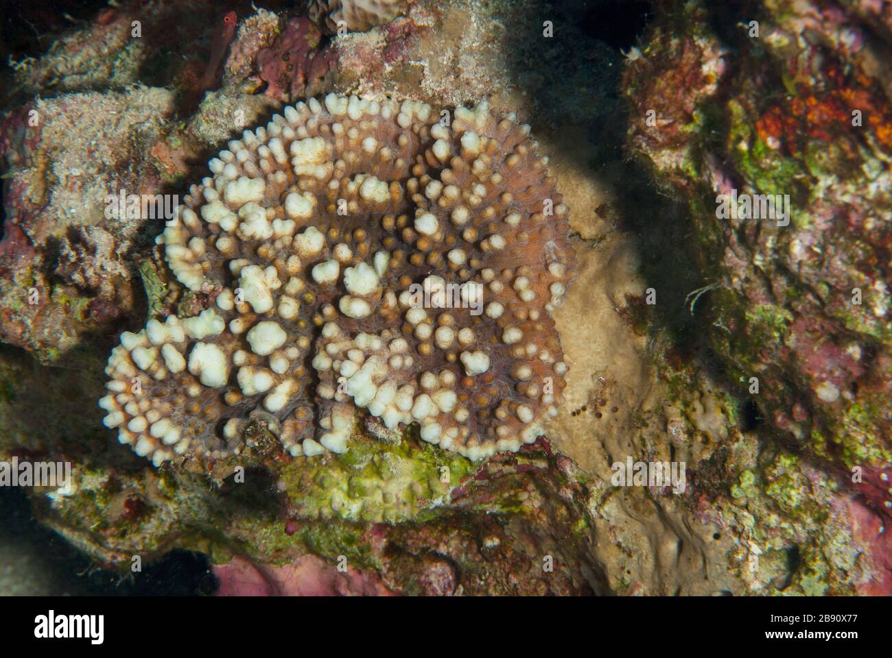Corallo duro, Montipora verrucosa, Acroporidae, Sharm el Sheikh, Mar Rosso, Egitto Foto Stock