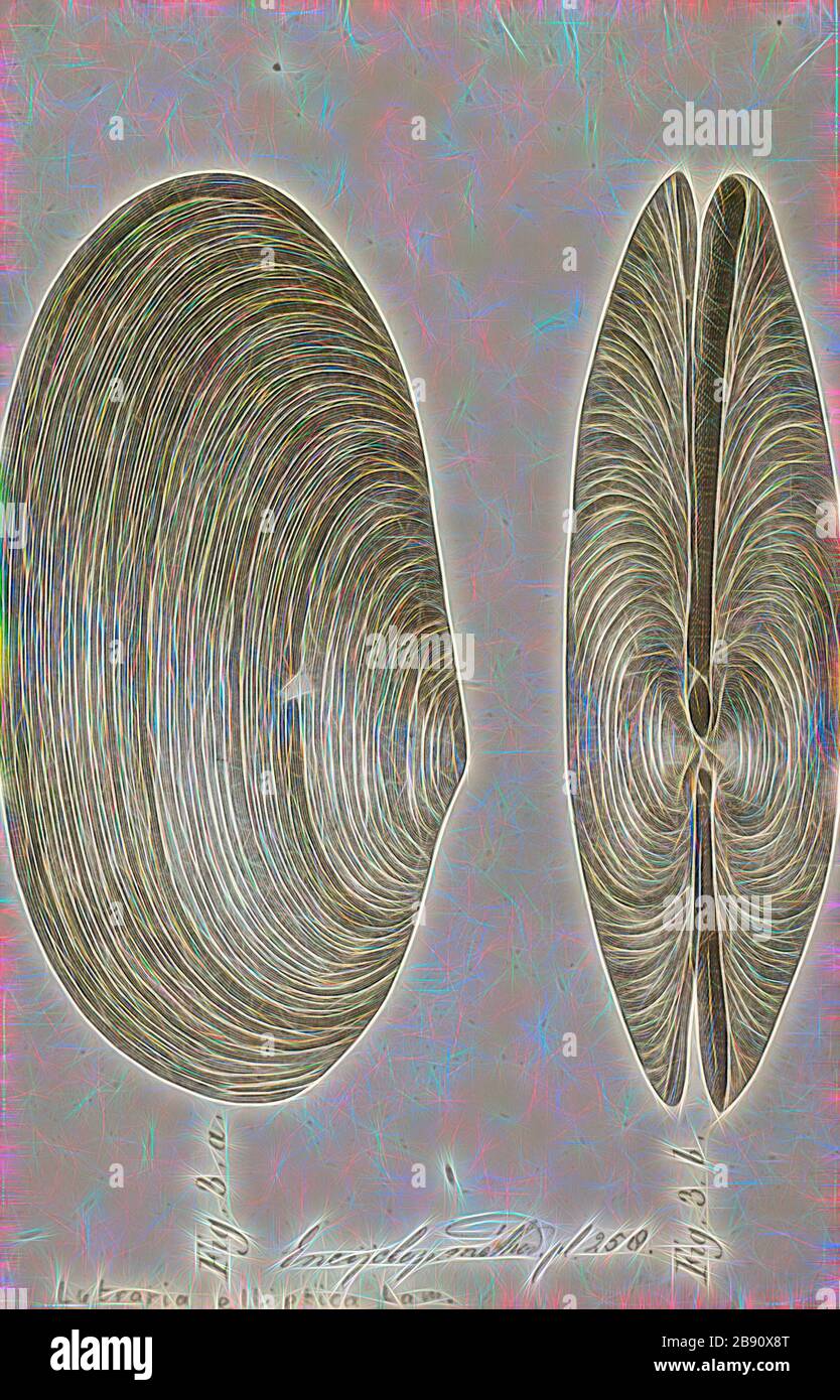 Lutraria ellittico, Print, Lutraria lutraria è una specie di molluschi bivalvi della famiglia Mactridae. I suoi nomi comuni includono la shell dell'otter e la shell dell'otter comune. Si verifica nelle regioni costiere dell'Oceano Atlantico nord-orientale dove vive sepolto nella sabbia., Reimagined by Gibon, design di calore allegro di luminosità e raggi di luce radianza. Arte classica reinventata con un tocco moderno. La fotografia ispirata al futurismo, che abbraccia l'energia dinamica della tecnologia moderna, del movimento, della velocità e rivoluziona la cultura. Foto Stock