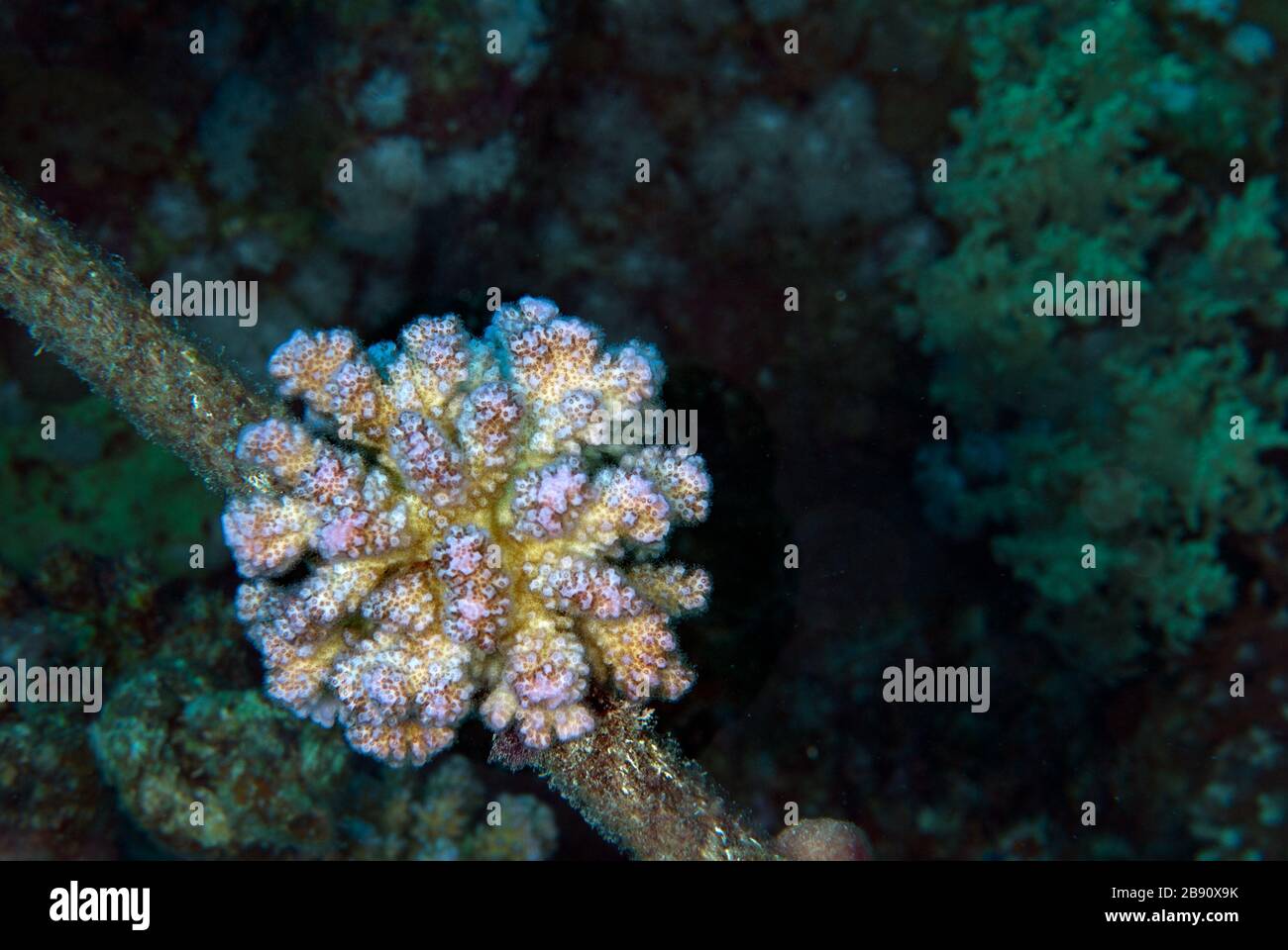 Corallo di Rasberry, corallo di Birdnest, Pocillopora damicornis, Pocilloporidae, Sharm el Sheikh Mar Rosso, Egitto Foto Stock
