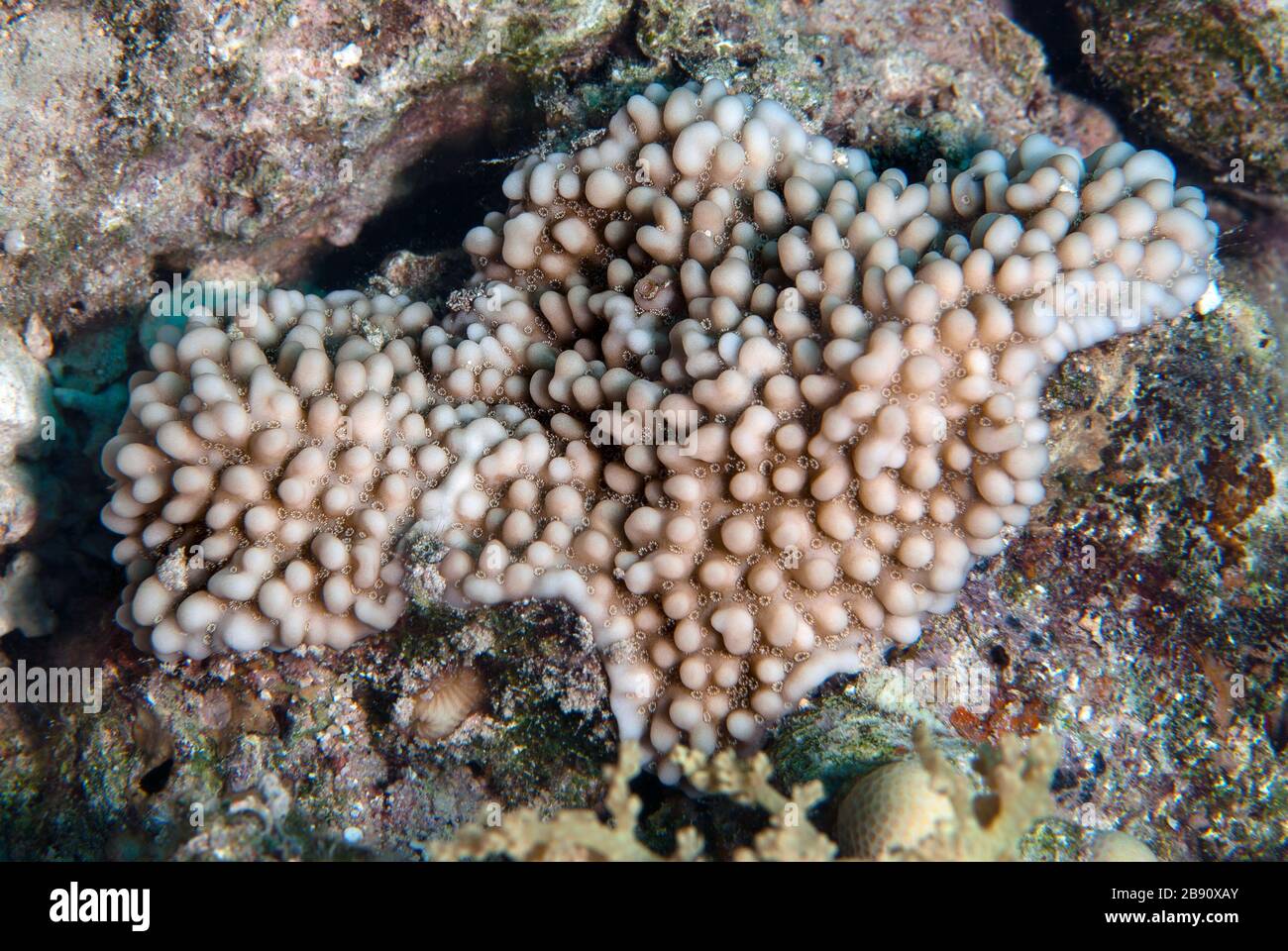 Corallo duro, Montipora verrucosa, Acroporidae, Sharm el Sheikh, Mar Rosso, Egitto Foto Stock