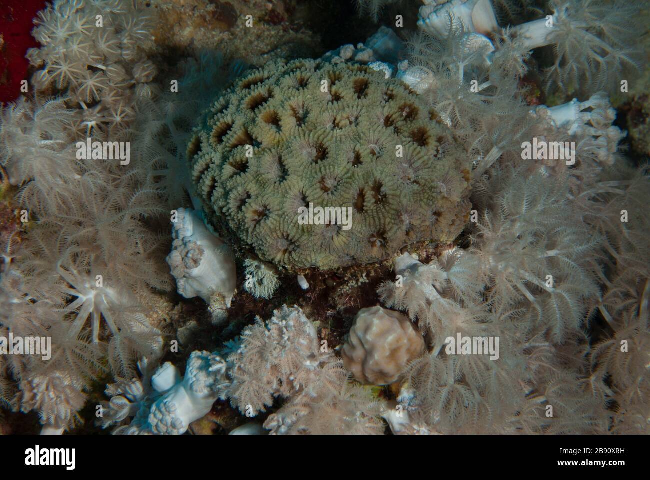 Pomolo corallo, Diplastraea danai, Merulinidae, Sharm el Sheikh Mar Rosso, Egitto Foto Stock