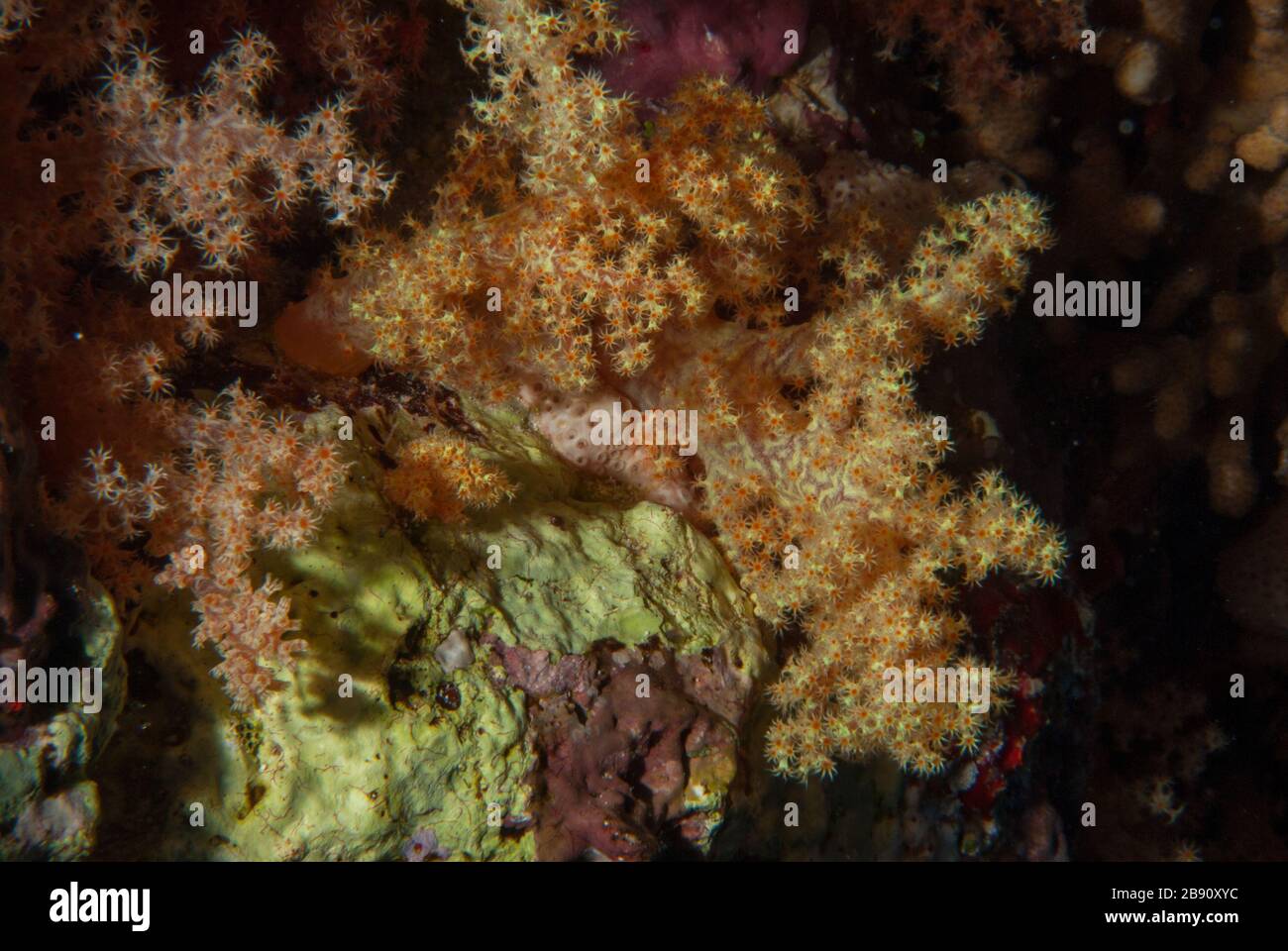 Corallo cavolfiore, Dendronephthya sp., Nephtheidae, Sharm El-Sheik, Mar Rosso, Egitto Foto Stock