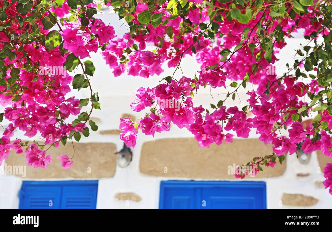 Fiori rosa bougainvillea fioriti alle isole Koufonisia Cyclades Grecia Foto Stock
