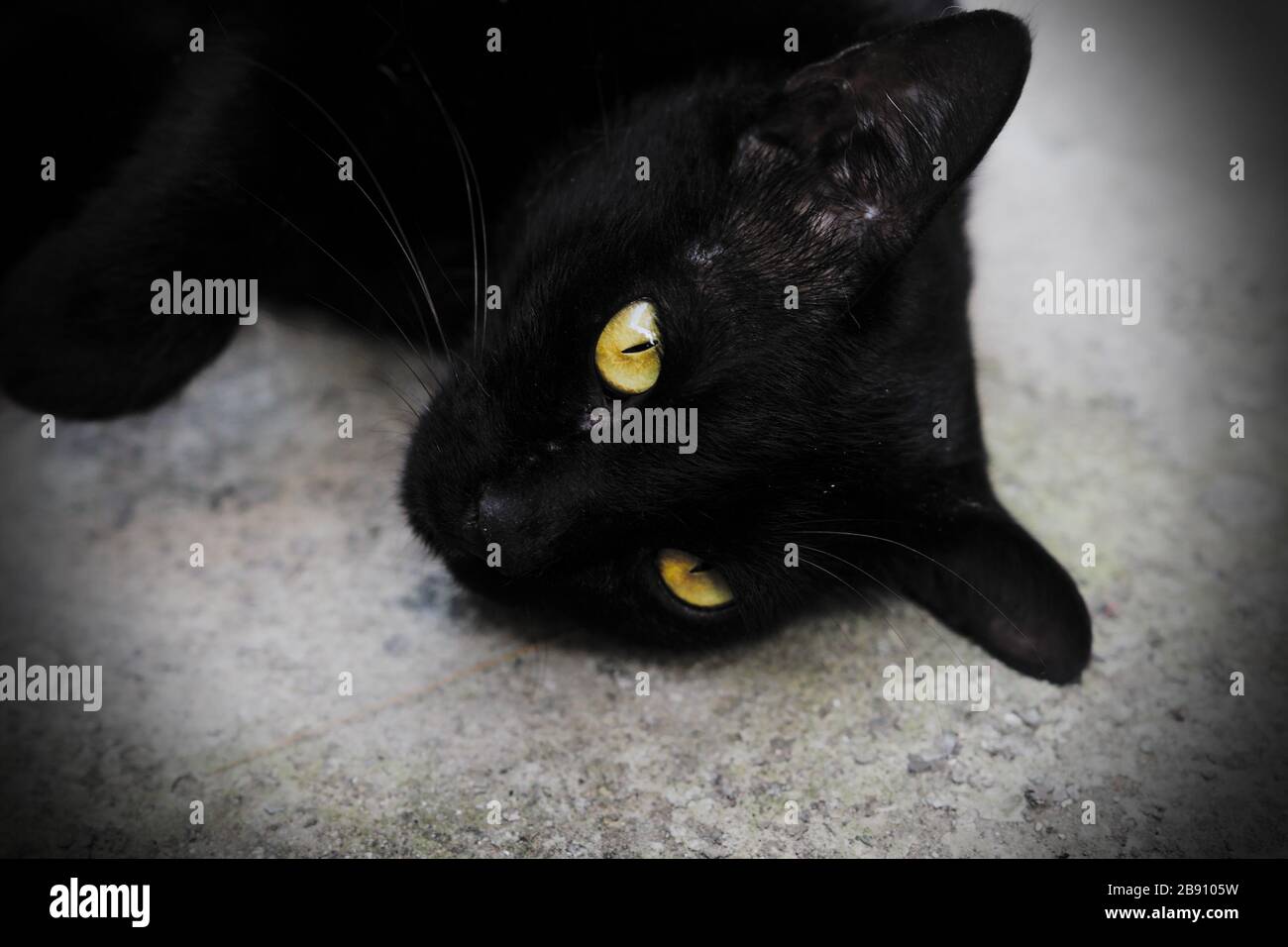 Gatto nero con occhi gialli luminosi adagiato su un terreno parzialmente ombreggiato . Foto Stock