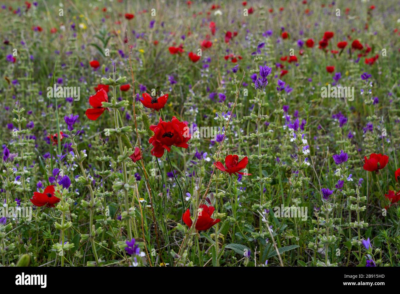 Dopo una rara stagione di piogge nel deserto del Negev, Israele, un'abbondanza di fiori selvatici germogliano e fioriscono. Fotografato nella Jordan Rift Valley, Israele Foto Stock
