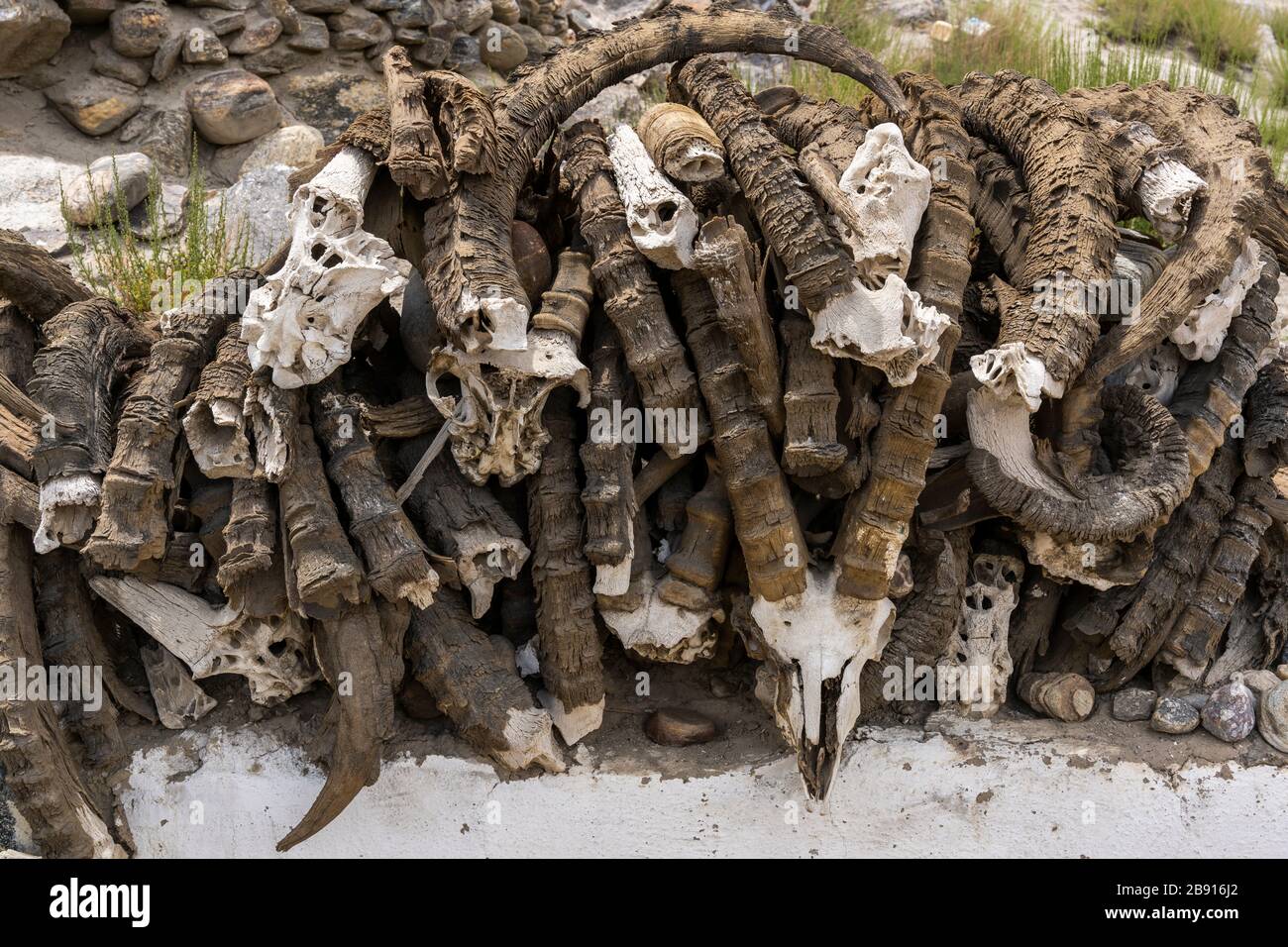 Molte corna di Ibex (Capra siberica) nel Corridoio di Wakhan in Tagikistan. Foto Stock